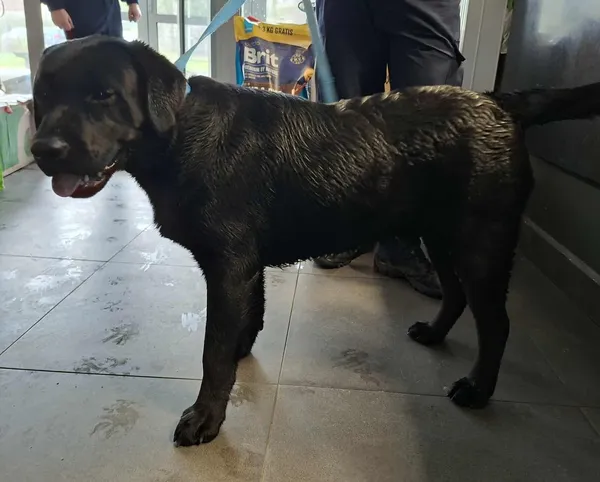 Znaleziono psa, Olsztyn, 25 grudnia 2025