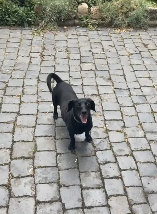 Zaginął pies, Łódź, 29 grudnia 2025