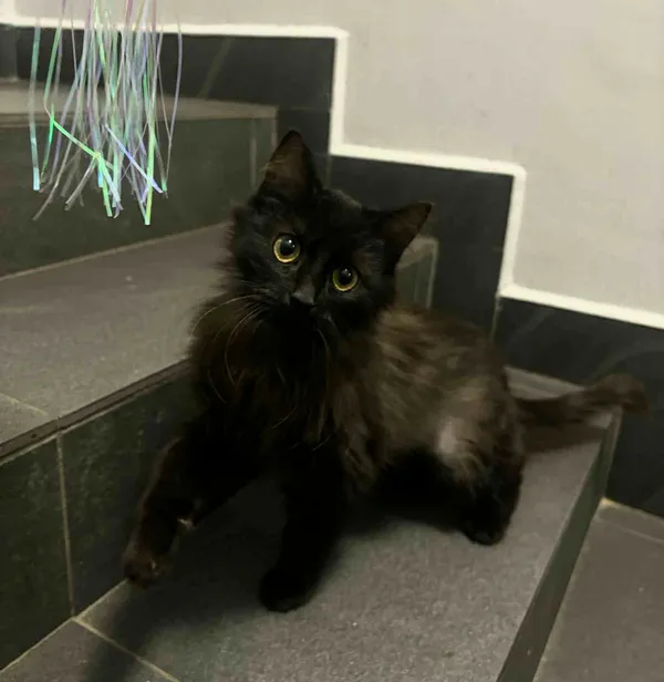 Kot do adopcji, Olsztyn, 10 grudnia 2025 (1/2)