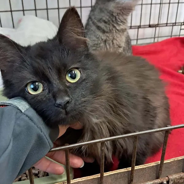 Kot do adopcji, Olsztyn, 10 grudnia 2025 (2/2)