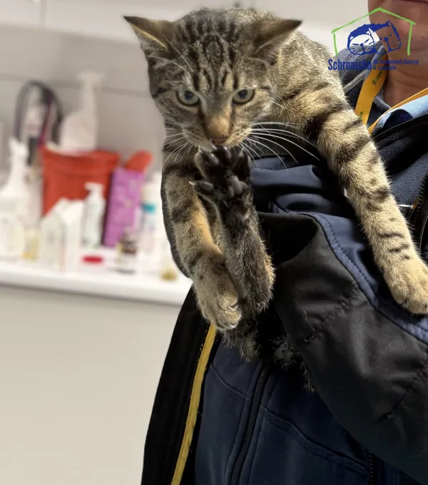 Znaleziono kota, Szczecin, 29 grudnia 2025