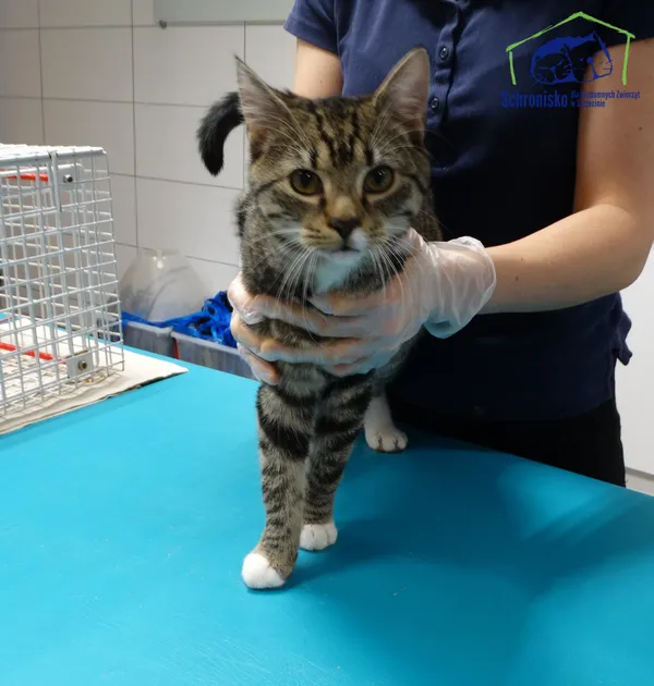 Znaleziono kota, Szczecin, 27 grudnia 2025