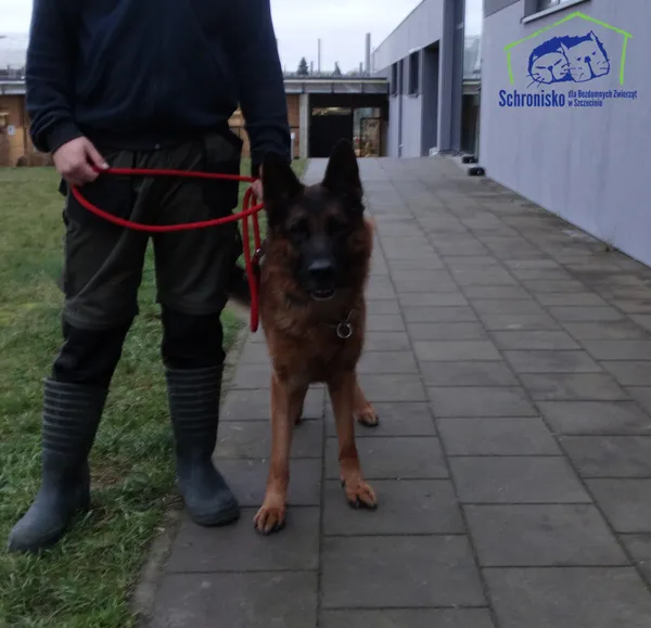 Znaleziono psa, Szczecin, 29 grudnia 2025