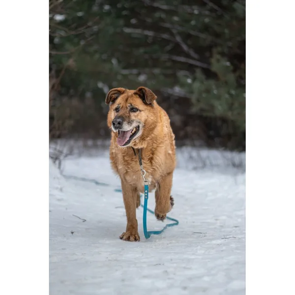 Znaleziono psa, Białystok, 11 grudnia 2025 (2/5)