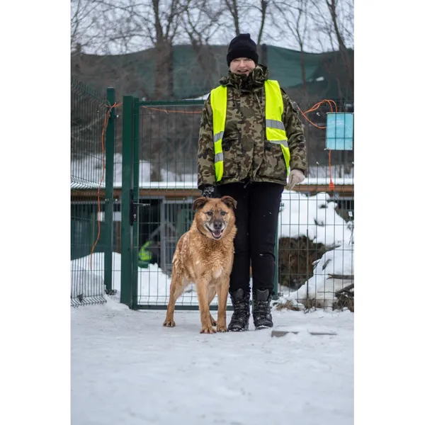 Znaleziono psa, Białystok, 11 grudnia 2025 (3/5)