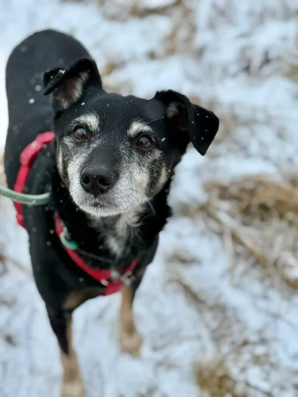 Pies do adopcji, Jelenia Góra, 23 grudnia 2025 (1/3)