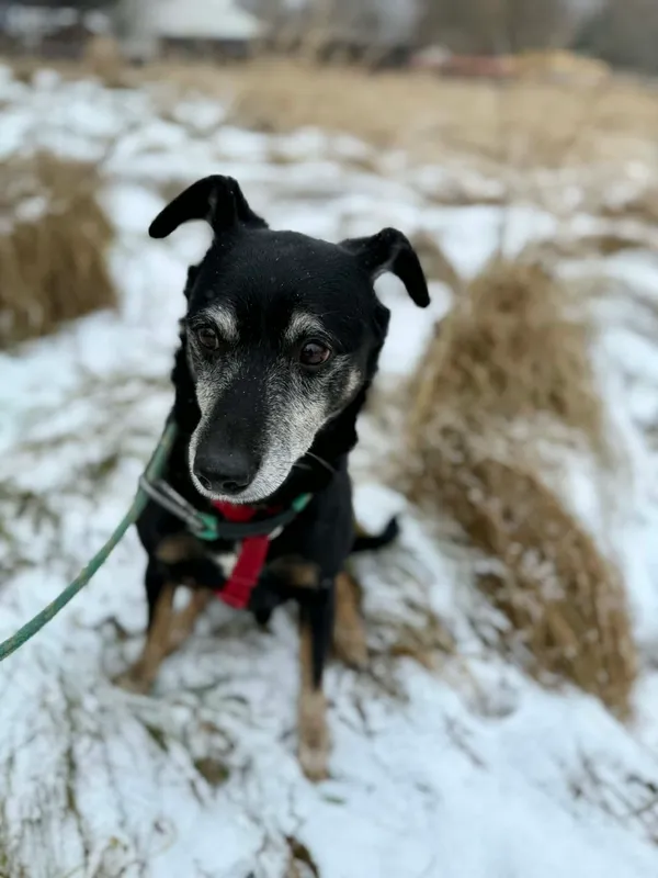 Pies do adopcji, Jelenia Góra, 1 stycznia 2026 (3/3)