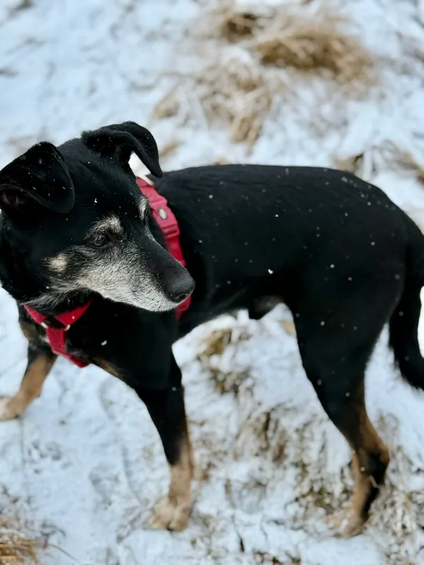 Pies do adopcji, Jelenia Góra, 1 stycznia 2026 (2/3)