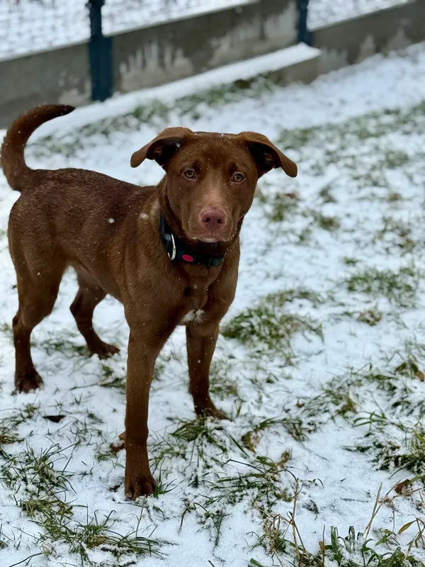 Pies do adopcji, Jelenia Góra, 22 grudnia 2025 (3/3)