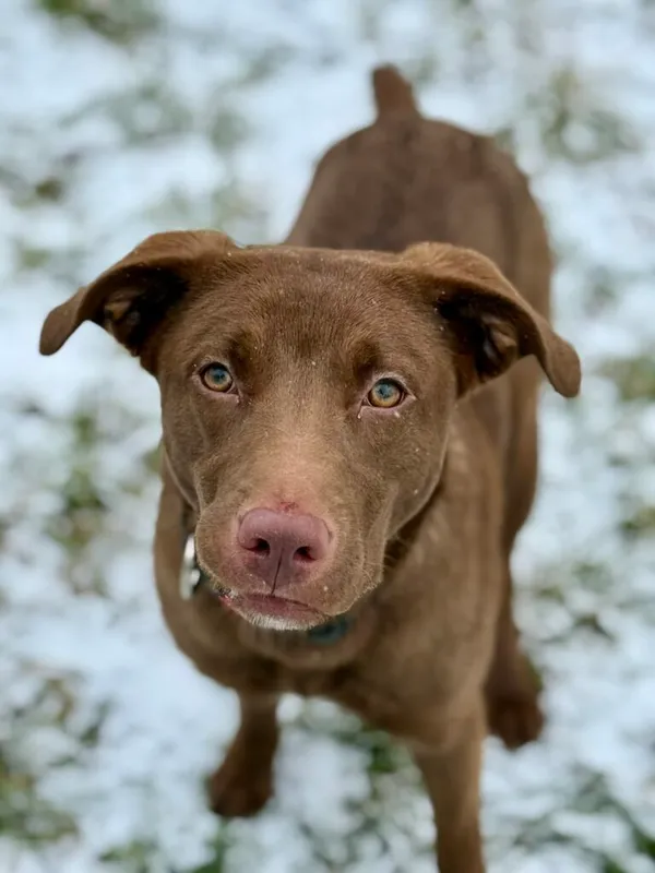 Pies do adopcji, Jelenia Góra, 22 grudnia 2025 (1/3)