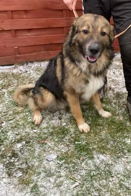 Znaleziono psa, Czartki, 29 grudnia 2025