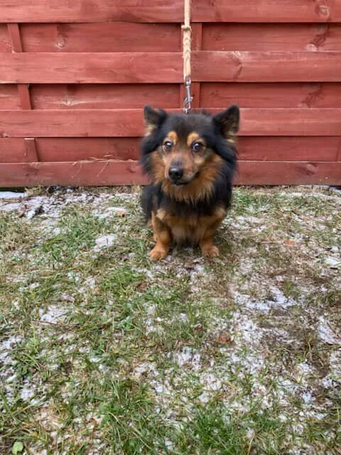 Znaleziono psa, Czartki, 29 grudnia 2025