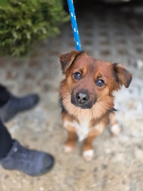 Pies do adopcji, Radom, 29 grudnia 2025 (1/4)