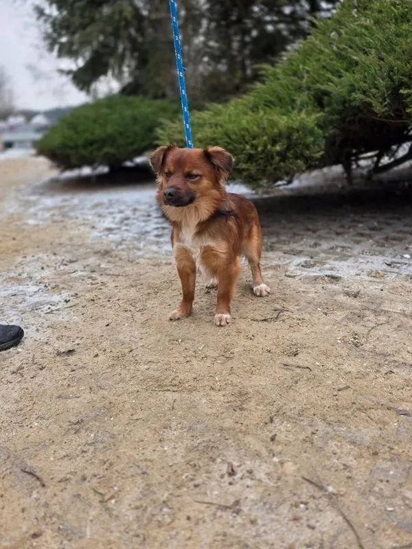 Pies do adopcji, Radom, 29 grudnia 2025 (3/4)