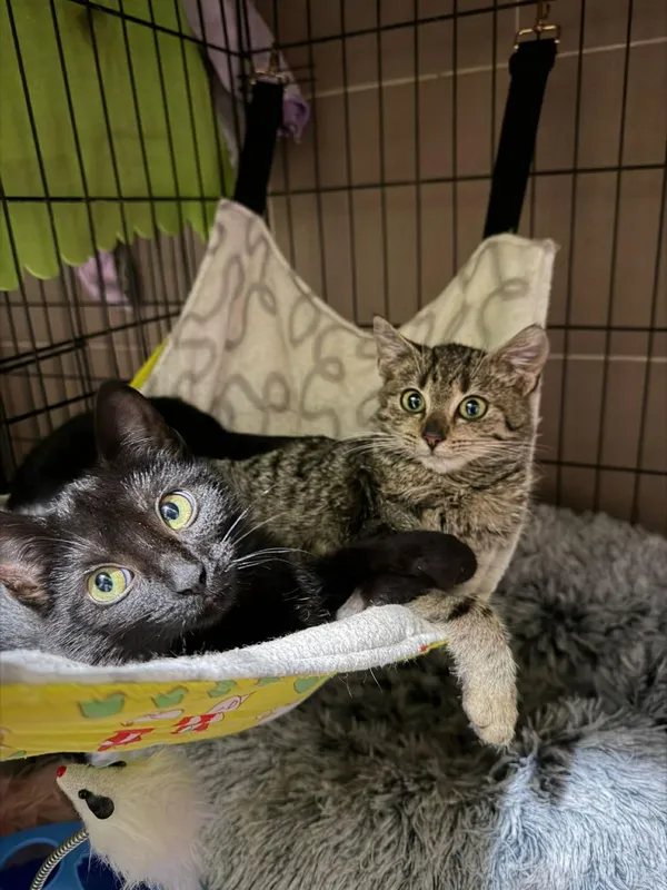 Kot do adopcji, Głowno, 29 grudnia 2025 (2/5)