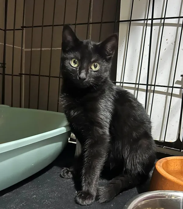 Kot do adopcji, Głowno, 29 grudnia 2025 (3/5)