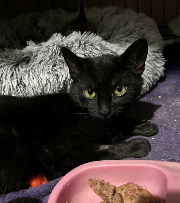 Kot do adopcji, Głowno, 29 grudnia 2025 (4/5)