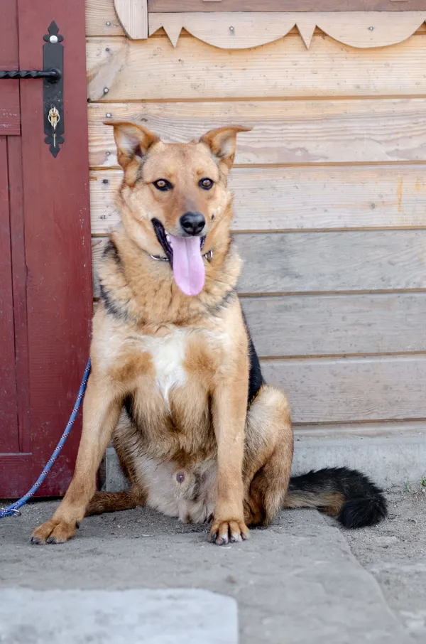 Oddam psa, Warszawa, Pelcowizna, 30 grudnia 2025 (3/4)