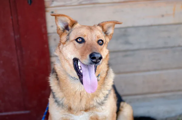 Oddam psa, Warszawa, Pelcowizna, 30 grudnia 2025 (4/4)