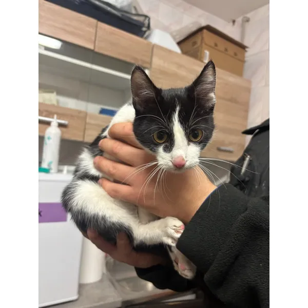 Znaleziono kota, Białystok, 15 października 2025