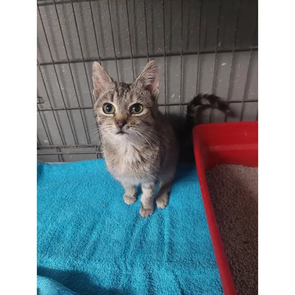 Znaleziono kota, Białystok, 18 października 2025