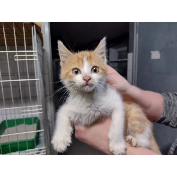 Znaleziono kota, Białystok, 11 października 2025