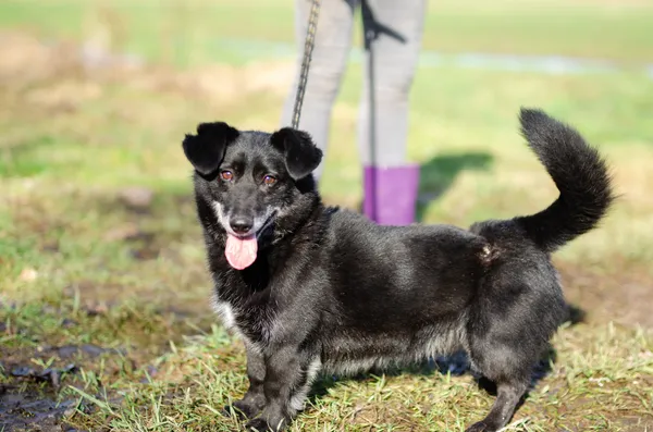 Oddam psa, Elbląg, Na Stoku, 30 grudnia 2025 (4/4)