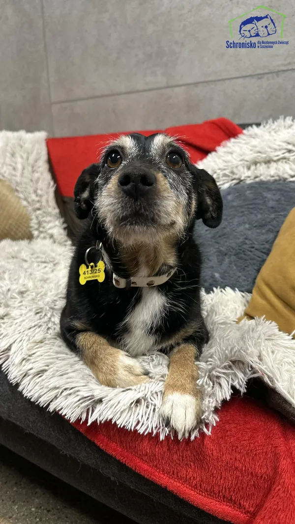 Znaleziono psa, Szczecin, 29 grudnia 2025 (1/4)