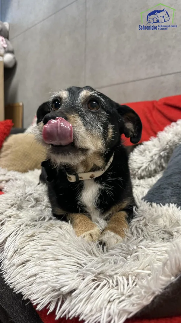 Znaleziono psa, Szczecin, 29 grudnia 2025 (2/4)