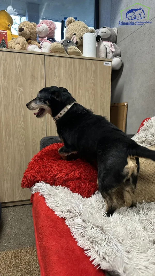 Znaleziono psa, Szczecin, 29 grudnia 2025 (3/4)
