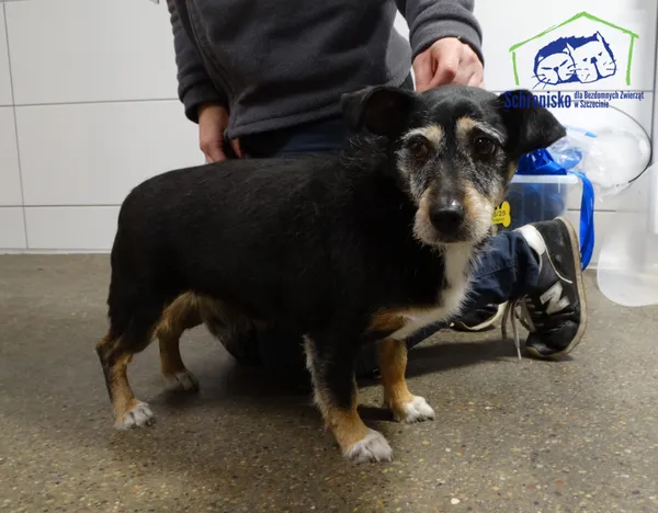 Znaleziono psa, Szczecin, 29 grudnia 2025 (4/4)