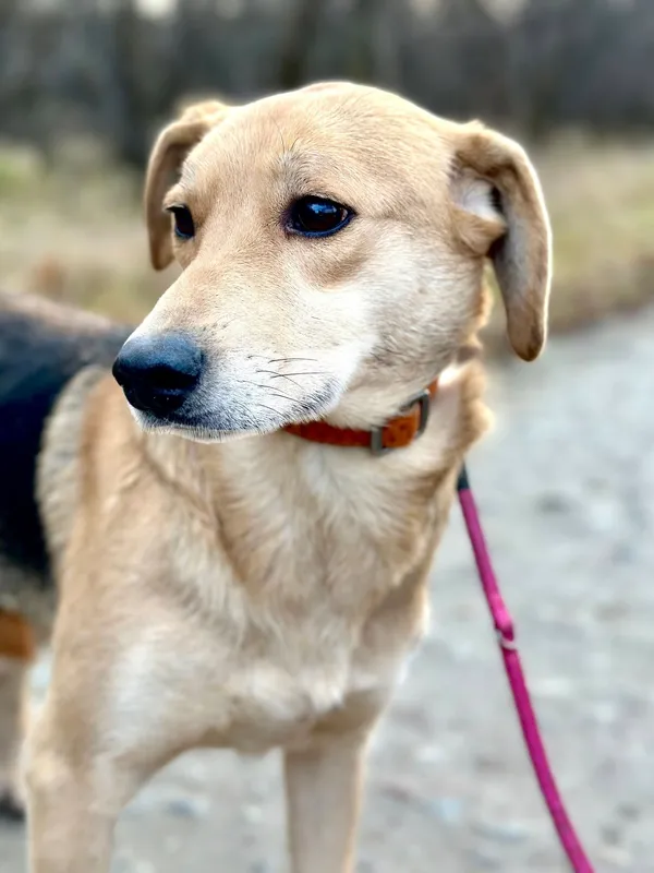 Oddam psa, Warszawa, Stary Żoliborz, 30 grudnia 2025 (1/4)