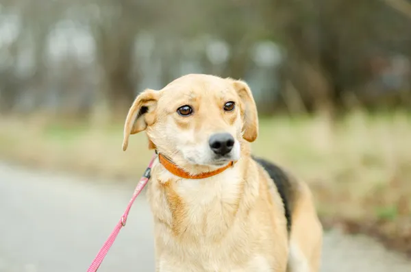 Oddam psa, Warszawa, Stary Żoliborz, 30 grudnia 2025 (4/4)