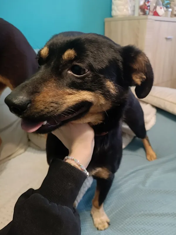 Znaleziono psa, Łódź, 29 grudnia 2025