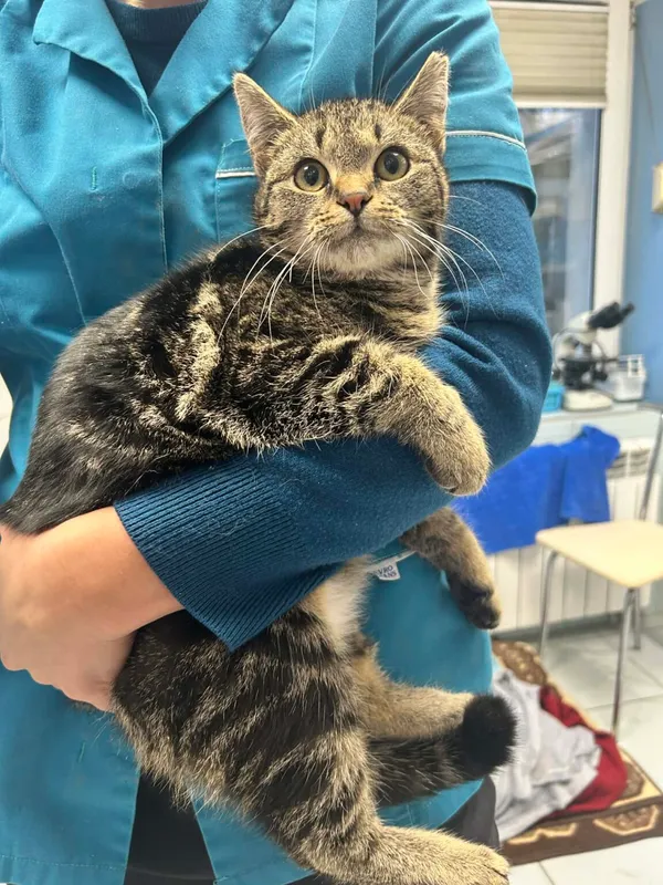 Kot do adopcji, Zgierz, 29 grudnia 2025 (1/4)