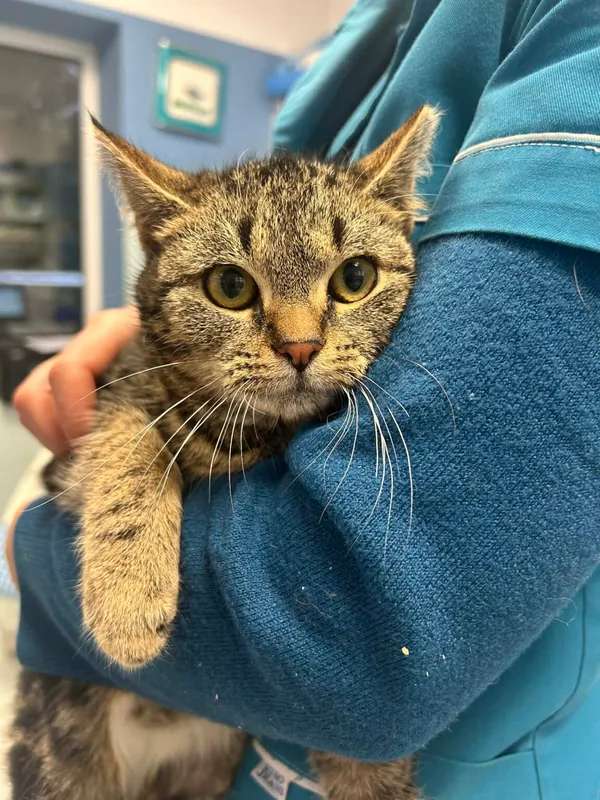 Kot do adopcji, Zgierz, 29 grudnia 2025 (3/4)