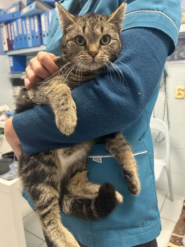 Kot do adopcji, Zgierz, 29 grudnia 2025 (4/4)