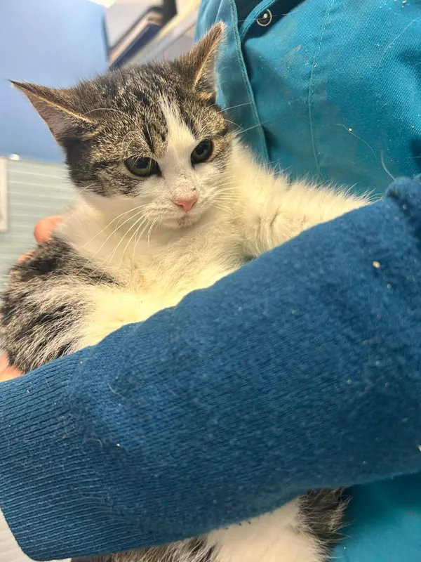 Kot do adopcji, Zgierz, 29 grudnia 2025 (1/5)