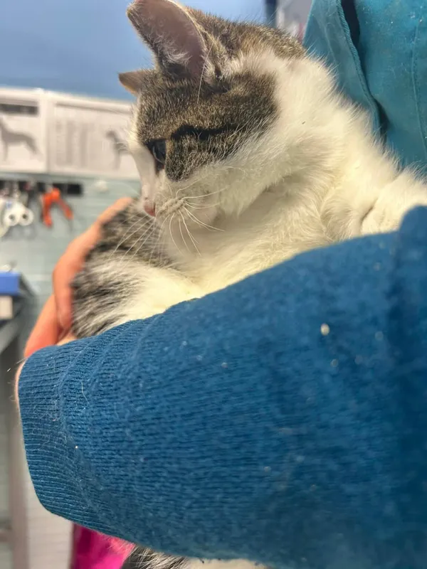 Kot do adopcji, Zgierz, 29 grudnia 2025 (2/5)