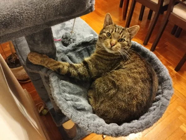 Zaginął kot, Łódź, 29 grudnia 2025