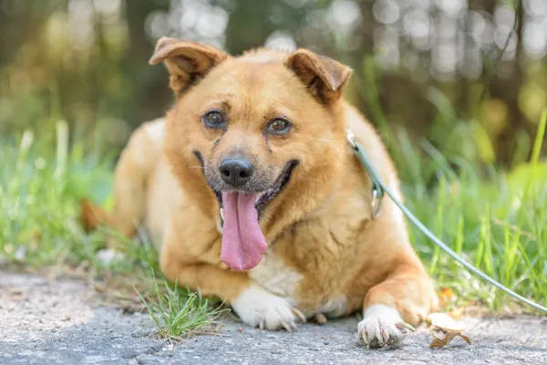 Pies do adopcji, Nowodwór, 28 grudnia 2025 (5/5)