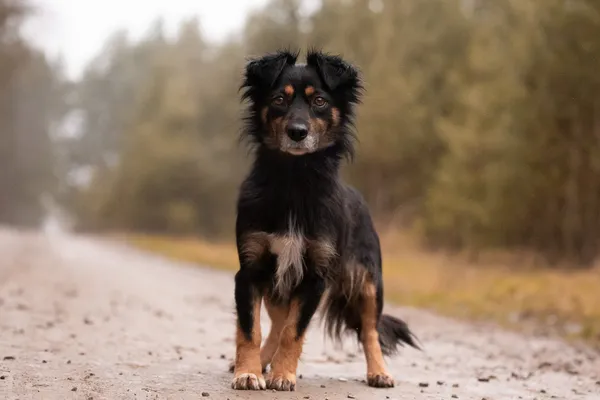 Pies do adopcji, Nowodwór, 28 grudnia 2025 (4/5)