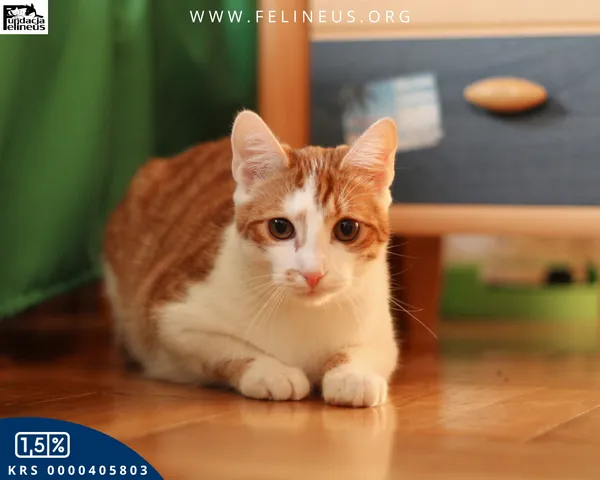 Kot do adopcji, Rzeszów, 30 grudnia 2025 (4/6)