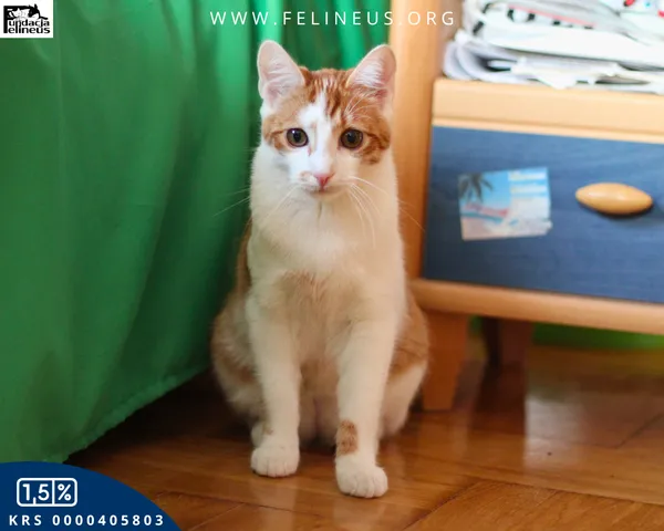 Kot do adopcji, Rzeszów, 30 grudnia 2025 (5/6)