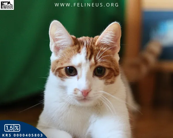 Kot do adopcji, Rzeszów, 30 grudnia 2025 (6/6)