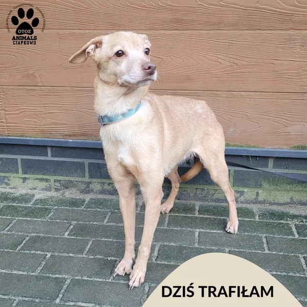 Znaleziono psa, Gdynia, 24 grudnia 2025