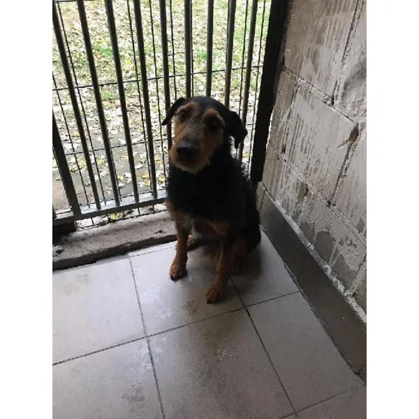 Znaleziono psa, Białystok, 15 października 2025 (5/5)