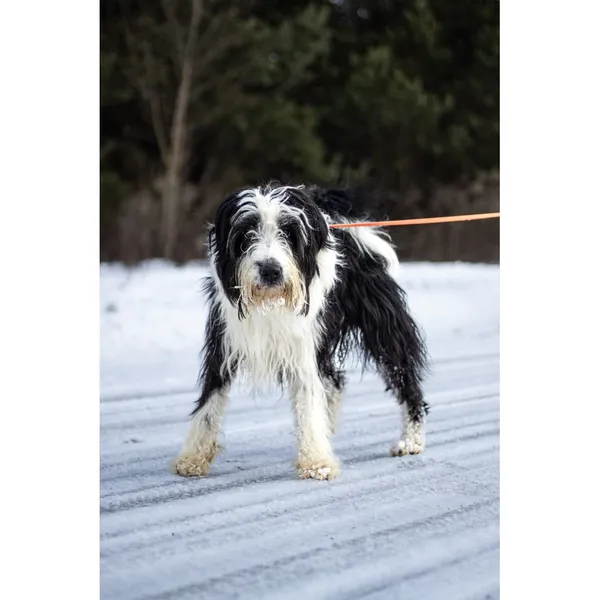 Znaleziono psa, Białystok, 3 grudnia 2025 (2/5)