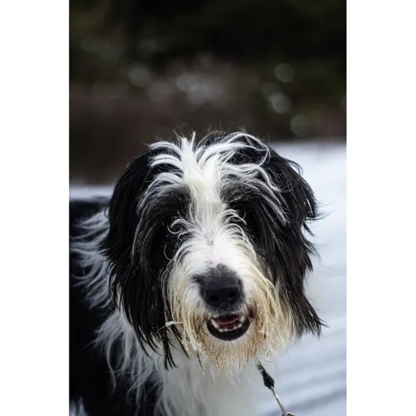 Znaleziono psa, Białystok, 3 grudnia 2025 (4/5)