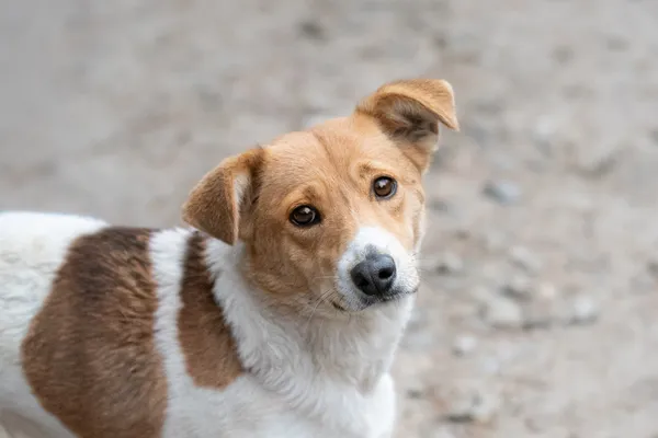 Pies do adopcji, Nowodwór, 28 grudnia 2025 (1/5)